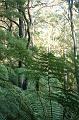 Tree fern gully, Pirianda Gardens IMG_7016